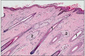 <p>name of histologic slide:</p><p>Specie:</p><p>Parts</p><p>1.__ 2.__ </p><p>Stain used:</p>