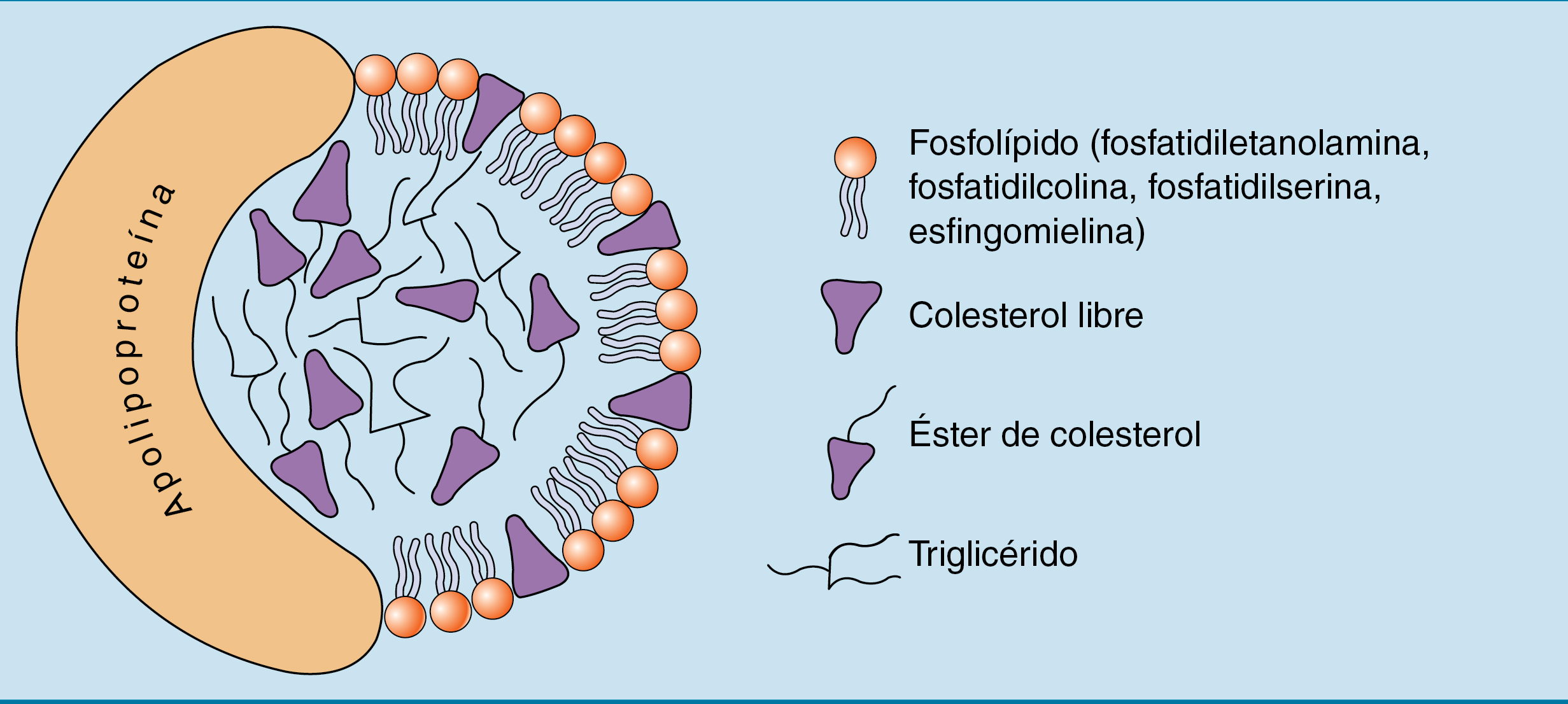 <ol><li><p>Núcleo hidrofóbico (triglicéridos y ésteres de colesterol).</p></li><li><p>Superficie anfipática (fosfolípidos y apolipoproteínas).</p></li></ol><p></p>
