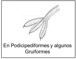 <p>con membranas peridigitales alrededor de los dedos</p>
