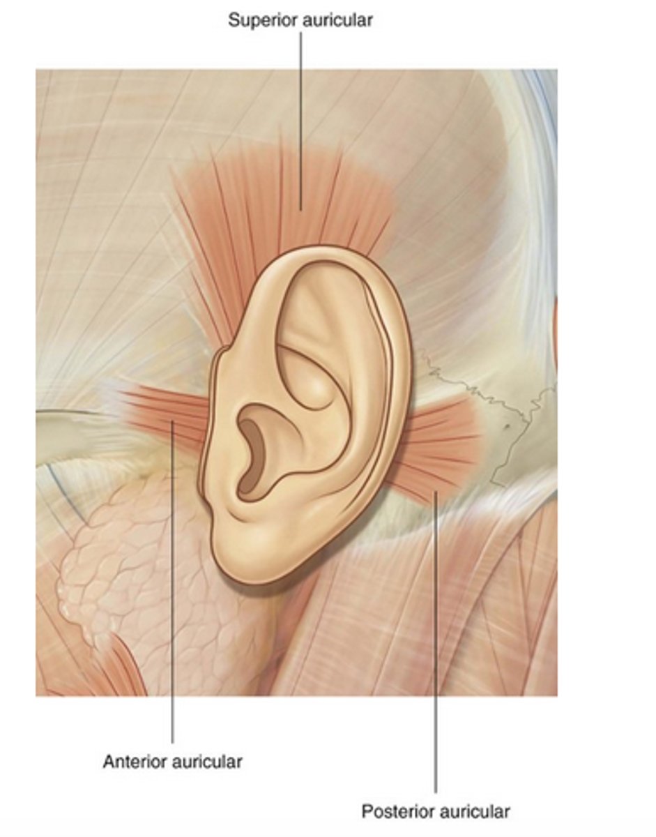 <p>- multiple</p><p>- move ear</p><p>- when move eyes, ears perk up</p>