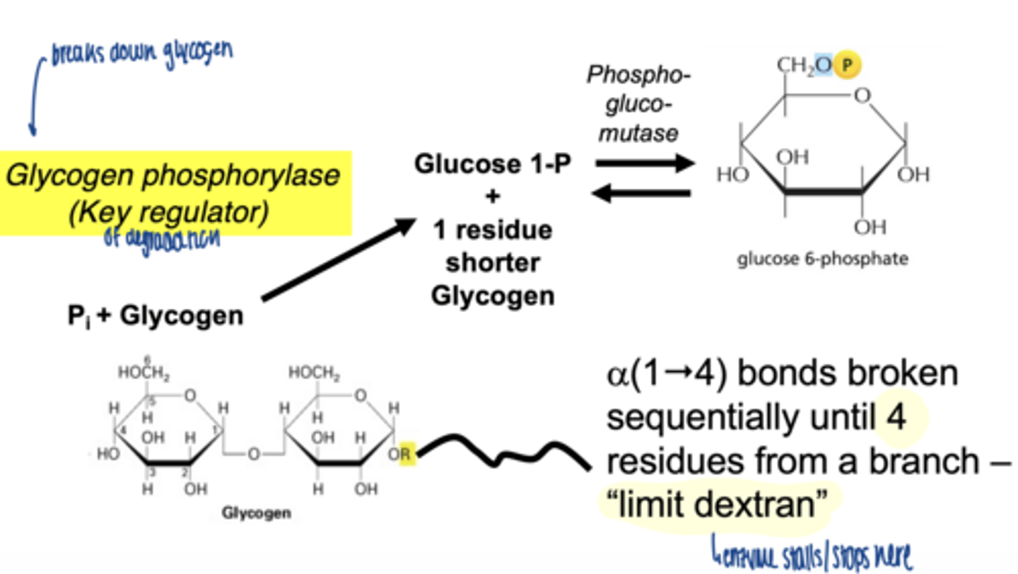 <p>- conserves energy</p><p>- produces G1P (already phosphorylated)</p>