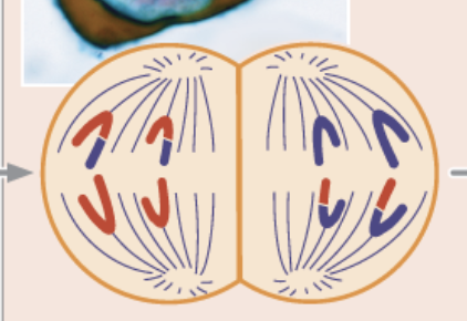<ul><li><p>sister chromatids separate and move toward opposite poles</p></li><li><p>each chromatid is now considered a chromosome</p></li><li><p>haploid 46</p></li></ul><p></p>