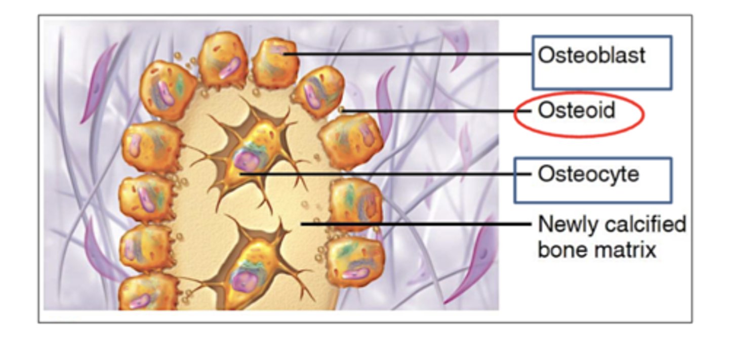 <p>2. Secretion and Calcification of Osteoid Tissue</p><p>Osteoblasts secrete osteoid tissue (bone matrix)</p><p>As osteoblasts continue secreting osteoid, some of them get trapped and surrounded by the matrix.</p><p>THEN these trapped osteoblasts become osteocytes. </p><p>The trapped osteoid matrix inside also then becomes calcified </p><p>(filling with calcium and hardening)</p>