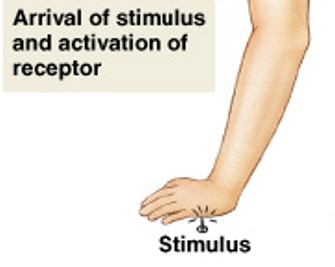 <p>Which step of a neural reflex is:</p><ul><li><p>Arrival of stimulus</p></li><li><p>Activation of receptor</p></li><li><p>Physical or chemical changes</p></li></ul><p></p>