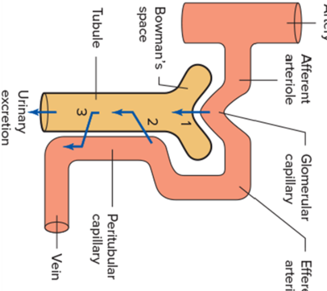 <ul><li><p>glomerular filtration - blood → nephron  </p></li><li><p>tubular secretion-  blood → tubules </p></li><li><p>tubular reabsorption - tubules→ blood </p></li></ul><p></p>