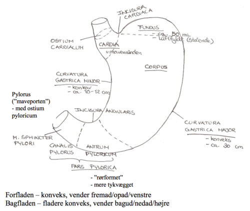 *Form og størrelse*
¤ Store variationer - individuelt og efter fyldningsgrad Ca. 1⁄2-1 L 
¤ J-formet/pæreformet/kohornsformet

*Inddeling*
1) Cardia
Indgang til ventriklen fra oesophagus gennem ostium cardiacum
¤ Åbningen er oval, sammentrykket fra side til side og ligger nærmere ventriklens forflade end bagfladen
¤ Højre kant → uden knæk i curvatura minor
¤ Venstre kant → "knækker" ved incisura cardiaca og fortsætter i curvatura major

¤ De forskellige lag i oesophagus fortsætter kontinuerligt i ventrikelvæggens lag
¤ Indvendigt ses overgang tydeligt som en skarp, uregelmæssig linje, hvor man på den ene side finder den *grårøde oesophagusslimhinde beklædt med flerlaget pladeepithel* og på den anden side den *stærkt røde ventrikelslimhinde beklædt med enlaget cylinderepithel*

¤ Lukkemekanisme
- Kontraktioner i diaphragma + U-formede slynger i ventrikelmusk + klaplignende fold ved incisura cardiaca → forhindrer gastrooesophageal reflux
- Mavesaftens lave pH vil skade spiserør = oesophagitis
¤ „cardiospasme" = opkastning i direkte tilslutning til måltiderne → spasmer i den cirkulære muskulatur i pars abdominalis oesophagi

2) Pylorus
¤ Udgang fra ventrikel til duodenum gennem ostium pyloricum → rettet horisontalt til højre og bagud, men ved fyldt mavesæk vender den omtrent lige bagud
¤ Overgang til duodenum → overfladen som en svag ringformet indsnøring - lettest ved palpation, fordi ventrikelmuskulaturen ud for pylorus er fortykket som en lukkemuskel, *m. sphincter pylori*, mens duodenum er ganske tyndvægget
¤ Lukkemusklen er både under nervøs og hormonel kontrol
¤ Betragtes den lukkede pylorusåbning gennem ventriklen → stjerneformet pga. den længdefoldede ventrikelslimhinde, mens den set fra duodenalsiden → en lille, rund, snørehulsformet åbning
¤ „pylorusspasme" = forsinkes ventriklens tømning → den kongenitte form (stenosis pylori) kræver sædvanligvis operativ behandling

3) Fundus gastricus
¤ Øverste kuppelformede del 
¤ Inderholder altid lidt luft, som man sluger ift. med fødeindtag (ca. 50mL)
 
 4) Pars pylorica
 Corpus -> pylorus
 Mere tyndvægget og rørformet
 To afsnit: 
-Antrum pyloricum (oralt) 
-Canalis pylorics (analt)