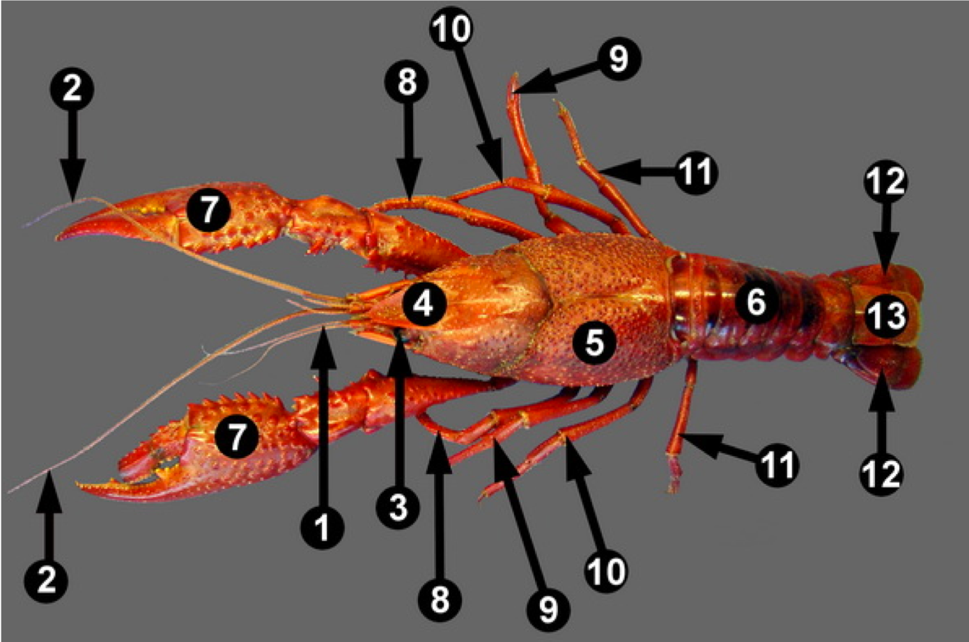 <p><strong>What structure is represented by the number "13" on the crayfish?</strong></p>
