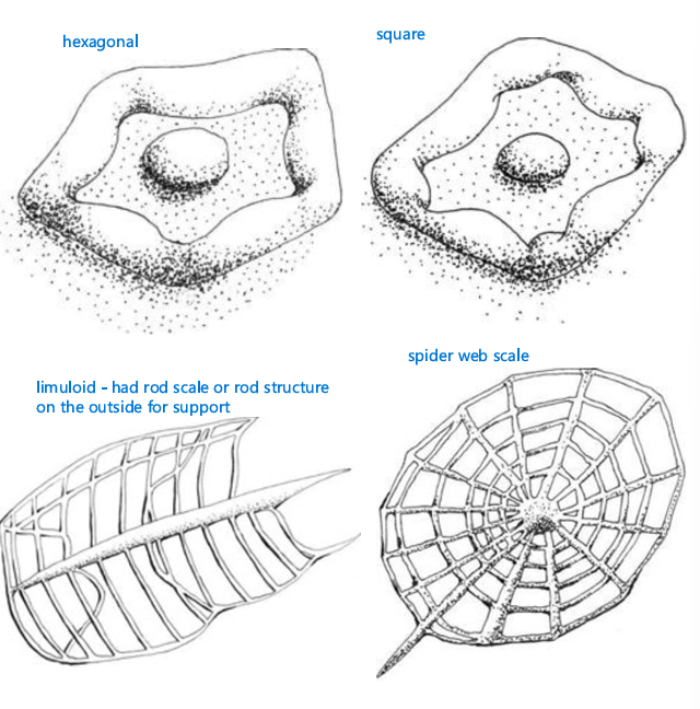 <ul><li><p>Normally a continuation of cell body scales</p></li><li><p>Present in Heterokontophyta, Haptophyta, and Chlorophyta</p></li><li><p>Hexagonal, square, limuloid (has rod scale or rod structure on the outside for support), spider web, rod</p></li></ul><p></p>