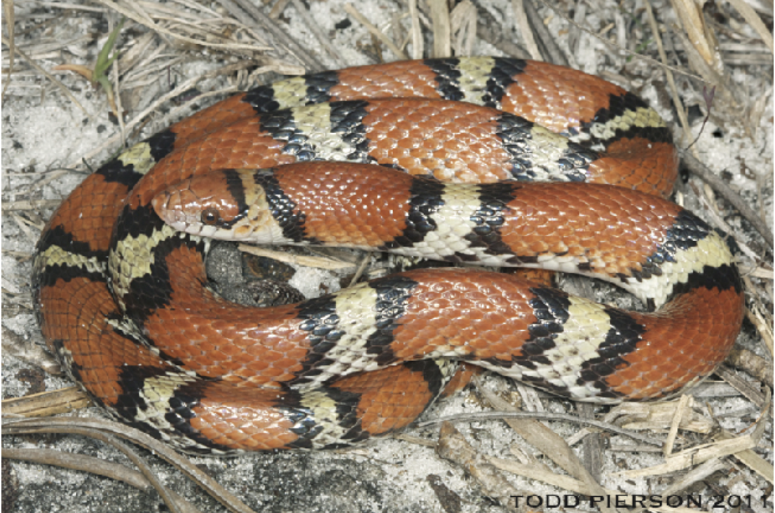 <p>Cemophora coccinea<br>scarletsnake<br>Colubridae</p>