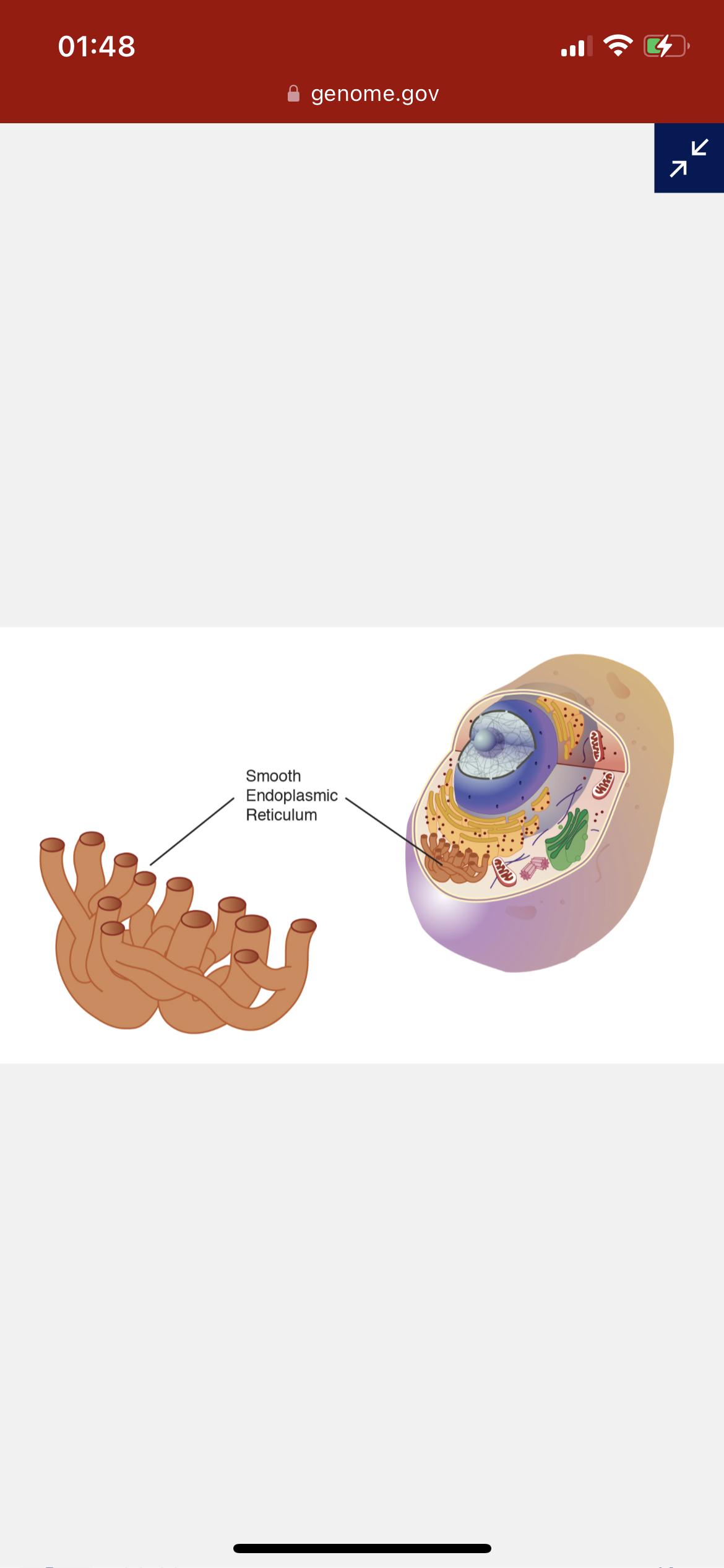 <p>Smooth Endoplasmic Reticulum (SER)</p>
