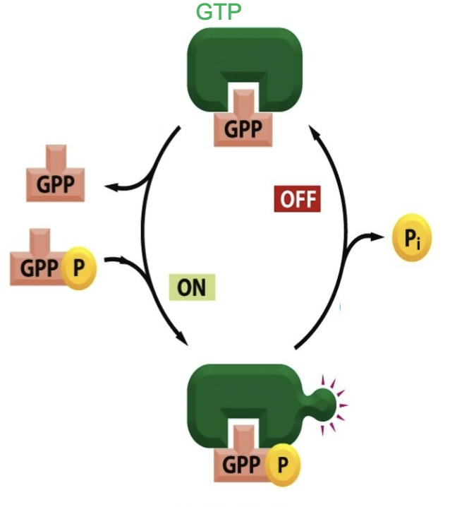 <p>GTP binds to the protein which activates it. </p><p>The phosphates cleaves off and leaves GDP attached to the protein. </p><p>GDP then also leaves binding site turning it off.</p><p>REPEAT</p>