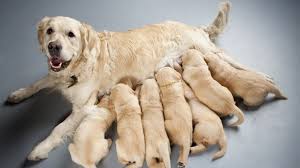 <p>a particular type of animal or plant that has typically been domesticated by people in a certain way</p>