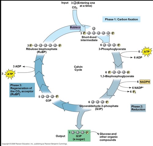 <p>A.K.A<em> Calvin Benson Cycle, </em>it occurs in the <strong>STROMA</strong> and requires ATP, NADPH, AND CO2</p>