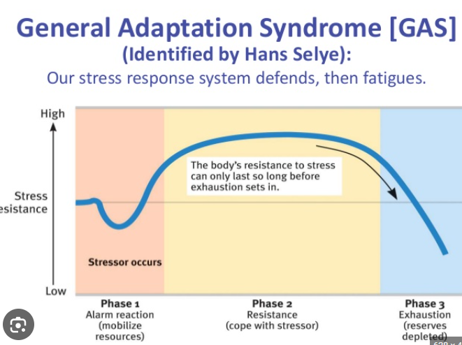 <p>Our body’s path to responding and powering through stress </p>