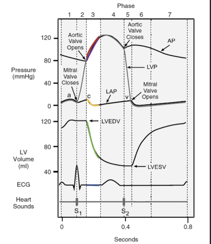 * aortic + pulmonary valves open 
* blood rushes into aorta + pulmonary trunk 
* volume falls in ventricles rapidly 
* pressure in ventricles continues to increase
