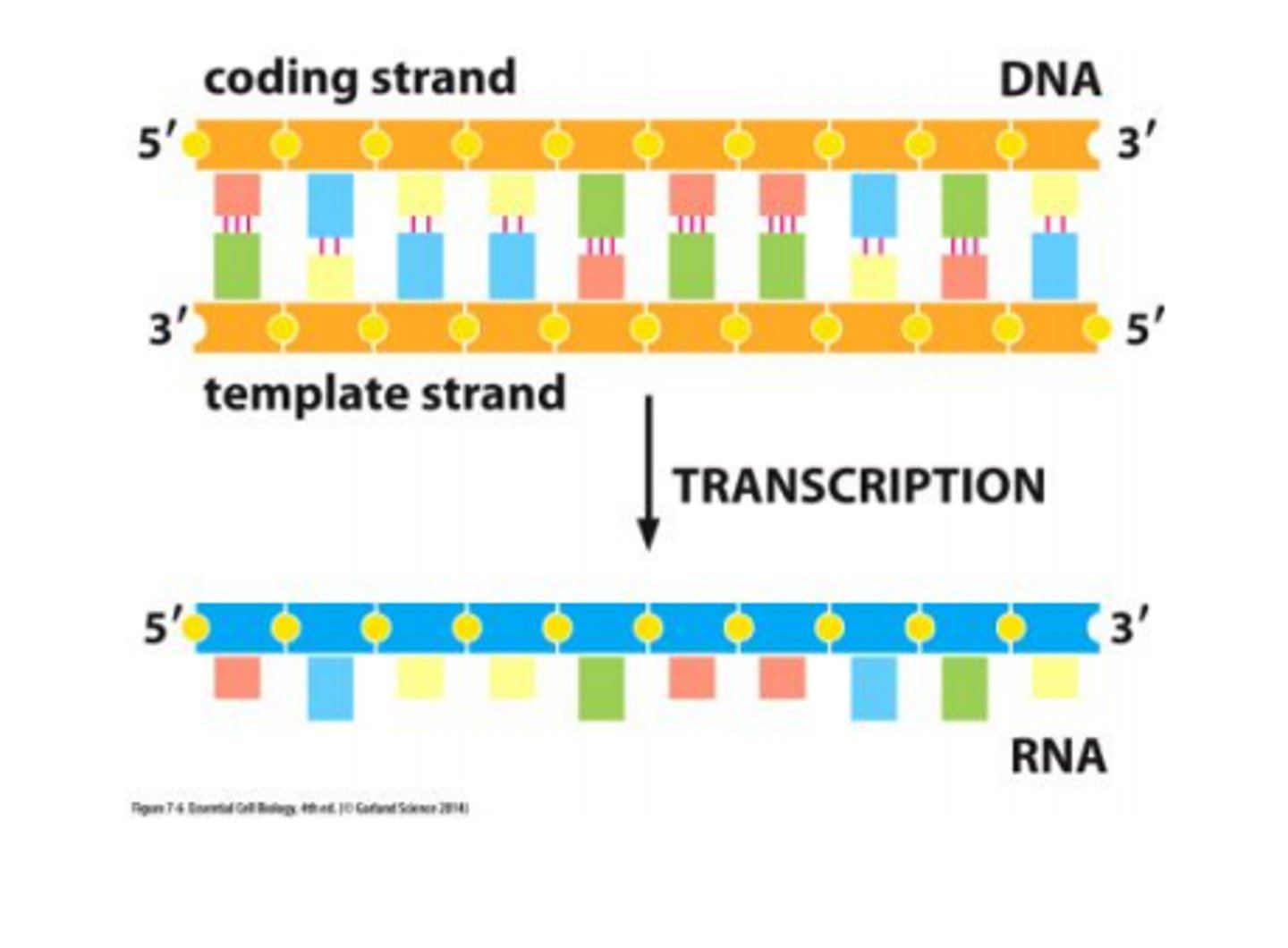 <p>The strand of DNA not transcribed by RNA polymerase, contains an identical sequence to the mRNA strand produced (except thymine is replaced with uracil in mRNA).</p>