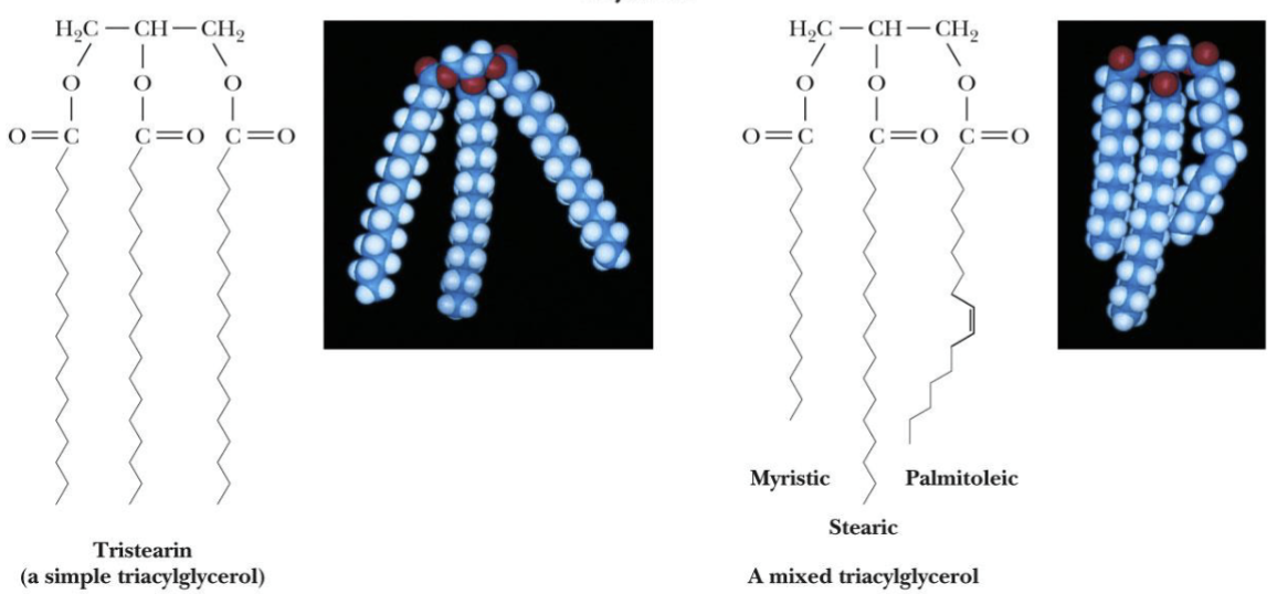 <p>Ester of glycerol with 3 fatty acids</p>