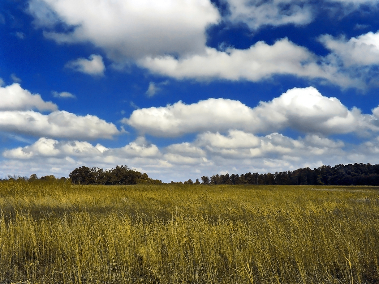 <p>cumulus</p>