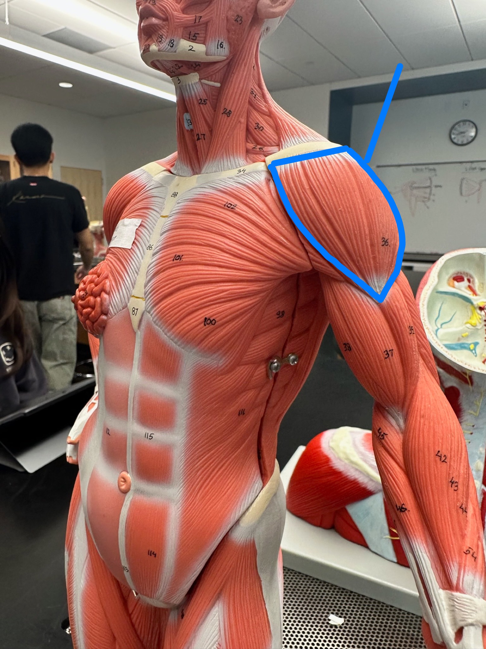 <p>ID muscle</p>