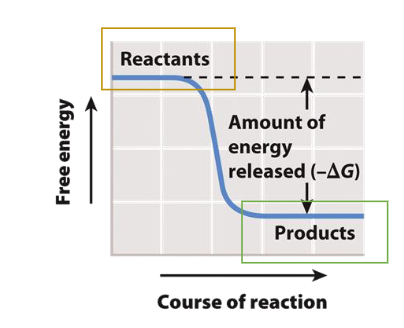 <p>They will occur spontaneousy and these reactions have a negative deltaG release energy.</p><ul><li><p>Even thhese spontaneous reactions don’t always proceed quickly on their own because of activation energy.</p></li><li><p>Example: The hydrolysis of ATP</p></li><li><p>Not all cells are spontaneous. Anabolic reactions are a good example. </p></li></ul><p></p>