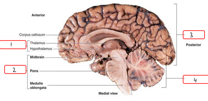 <p>Fill in the blank. (cerebrum, cerebellum, diencephalon, brainstem)</p>