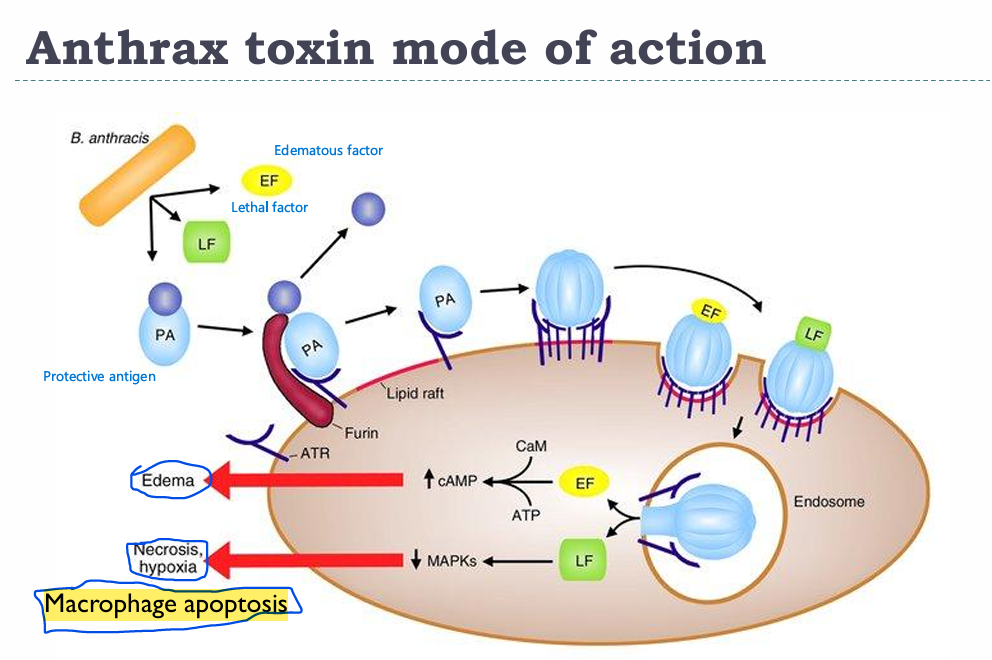 <p>PA gets cleaved by the receptor Furin and bound by ATR in lipid rafts → PA can now bind LF/EF and get them RMEed along with it </p><ul><li><p>EF → Increase in cAMP → Edema</p></li><li><p>LF → Inhibits MAPK pathway → Necrosis and hypoxia (Macrophage apoptosis)</p></li></ul><p></p>