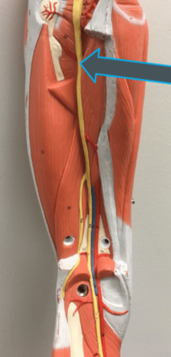 <p>- splits into tibial n. and common fibular n.</p>
