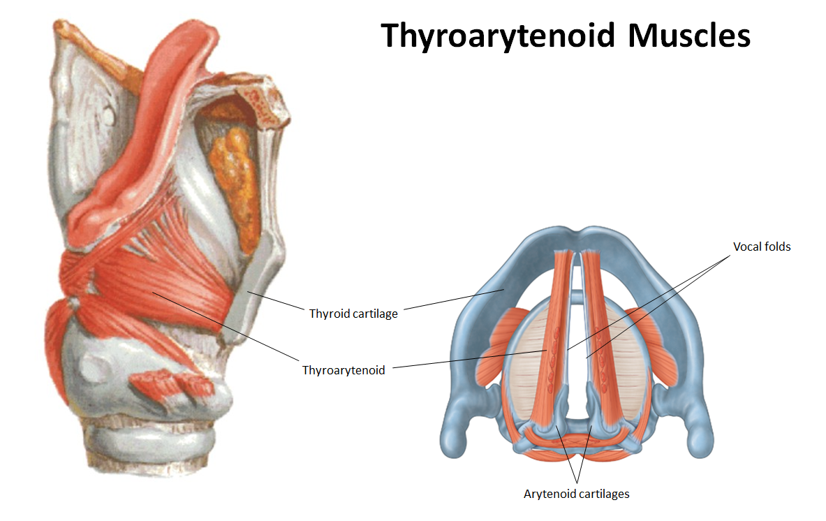 <p>What is the<strong> action and innervation</strong> of the <strong>thyroarytenoid muscle</strong>?</p>