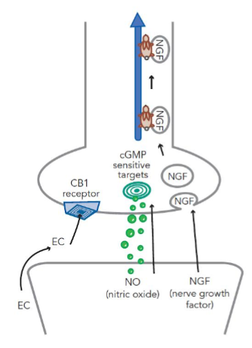 <ol><li><p>postsynaptic neuron synthesizes and releases neurotransmitters</p></li><li><p>these diffuse backward across the synapse</p></li><li><p>they regulate the presynaptic neuron’s future neurotransmitter release (feedback)</p></li></ol><p>it provides a feedback mechanism to enhance signaling</p><p>helps maintain balance in neurotranmission</p><p></p>