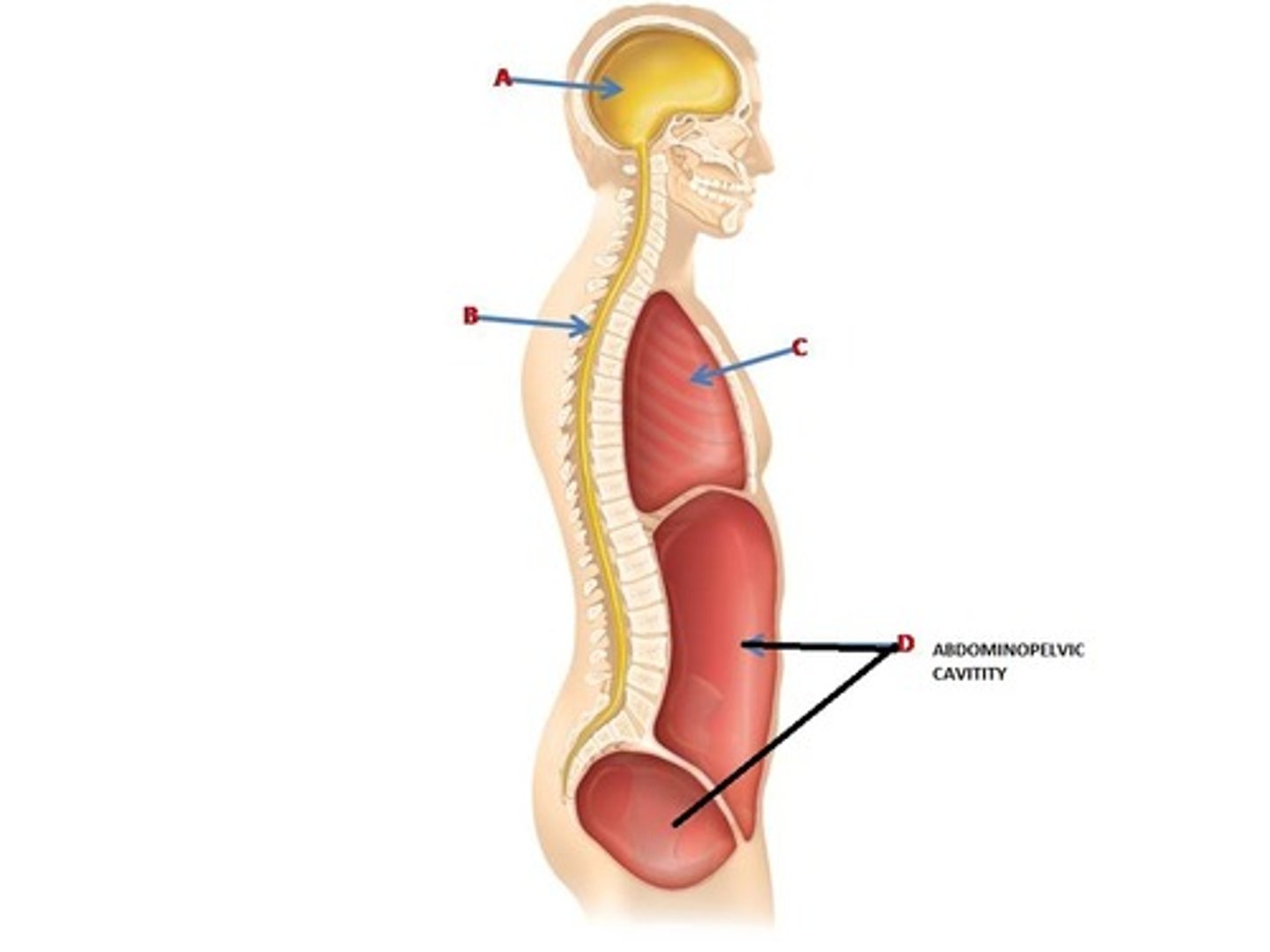 <p>Inferior anterior cavity which contains the liver, intestines, stomach and reproductive organs.</p>