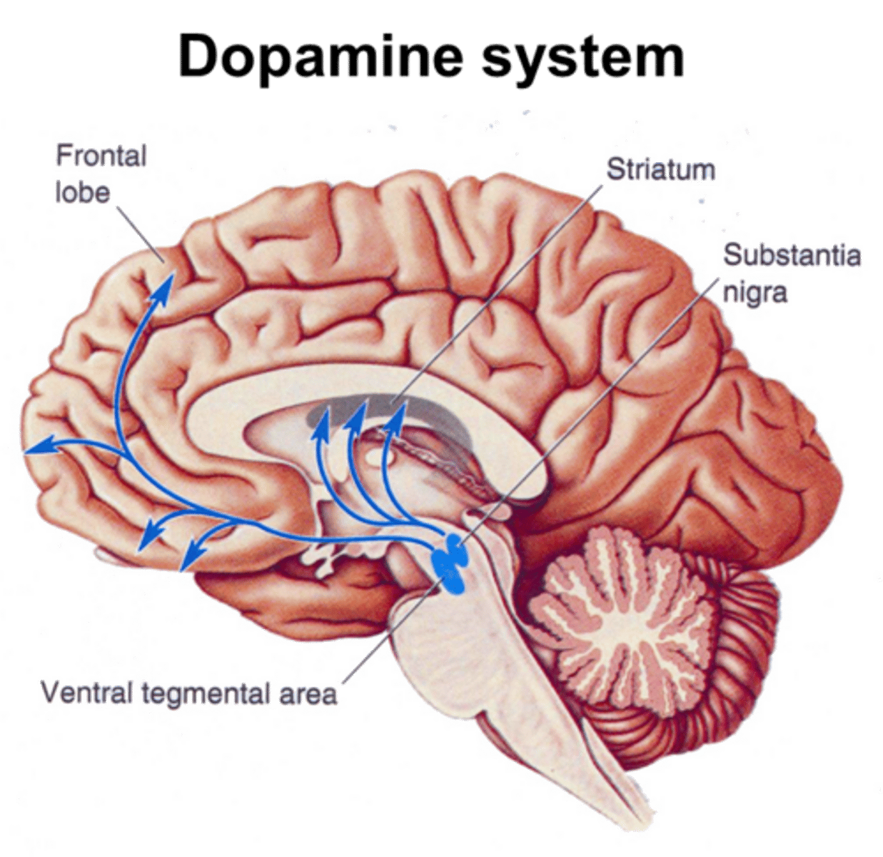 <p>(C) Dopamine, Ventral Tegmental Area</p><p>When you experience pleasure, the common neurotransmitter that the brain releases is dopamine, which is produced in the Ventral Tegmental Area of the midbrain.</p>
