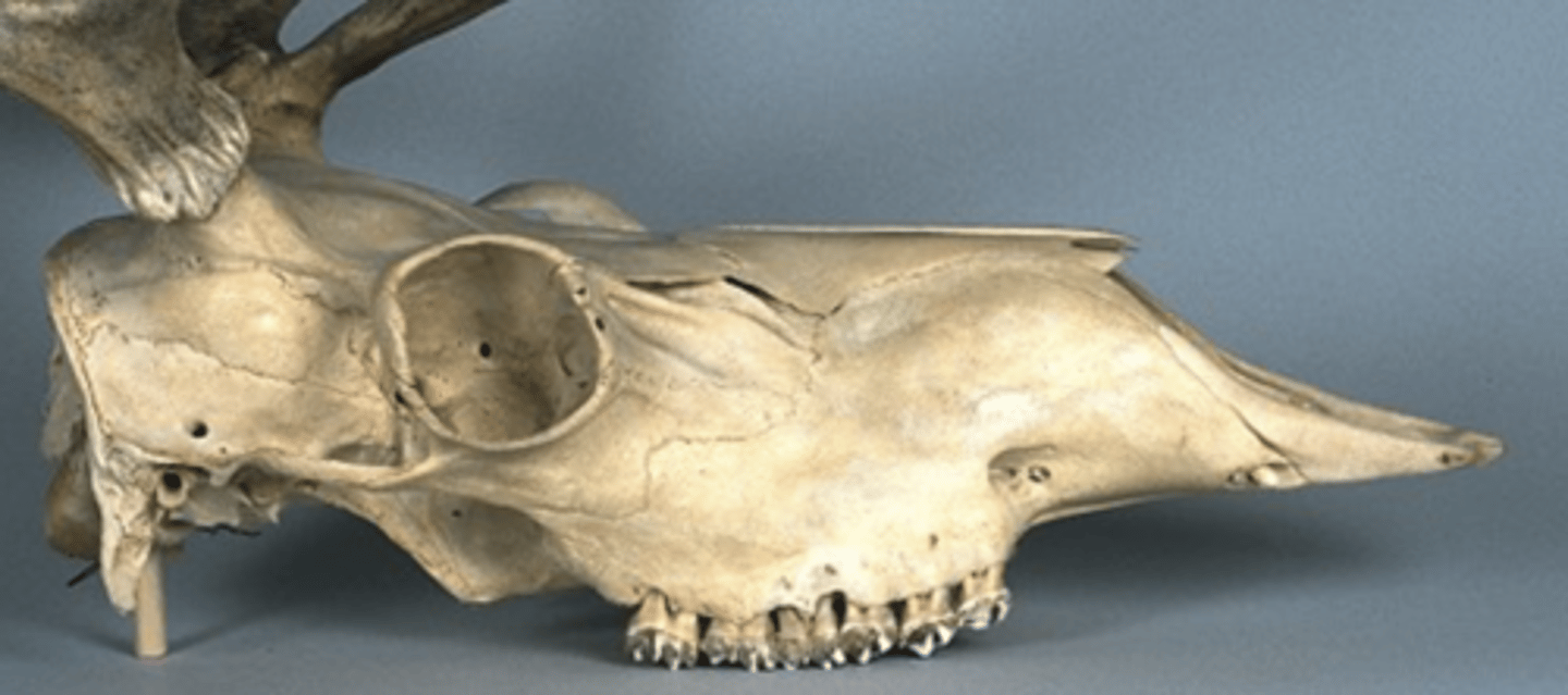 <p>Genus, species</p><p>-shallow nasolachrimal gap</p><p>-long mainstem</p><p>-nasal and premaxilla don't meet</p><p>-semi-palmate antlers; asymmetric</p><p>-one tine abortive</p>