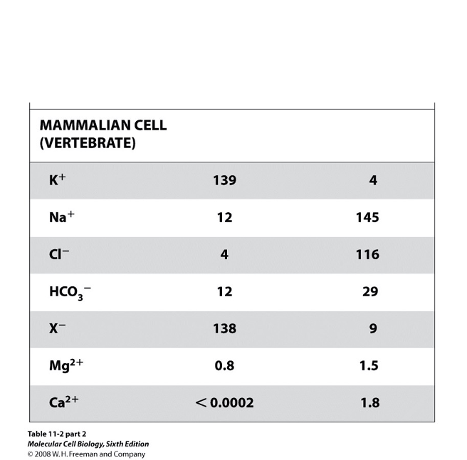 <ul><li><p>Na<sup>+</sup>/K<sup>+</sup> ATPase (P-type ATPase) establishes and maintains ion gradients across the PM</p></li><li><p>chemical gradient: created by unequal ion conc. (high K<sup>+</sup> inside, high Na<sup>+</sup> outside)</p><ul><li><p>maintained by continuous ATP hydrolysis by the Na<sup>+</sup>/K<sup>+ </sup>pump</p></li></ul></li><li><p>electrical gradient: the pump is electrogenic (net +1 charge leaves the cell each cycle) → inside of cell is electrically negative relative to ouside</p><ul><li><p>additionally, the cytosol contains many (-) charged proteins</p></li></ul></li></ul><p></p>