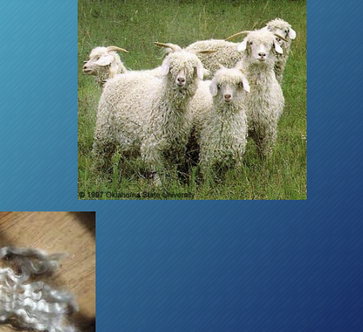 <p>Angora </p>