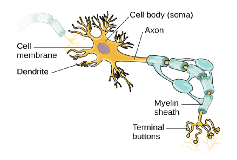 <p>part of the nerve </p><ul><li><p>serve as input sites where signals are received from other neurons. these signals are transmitted electrically across the soma and down the axon </p></li></ul><p></p>