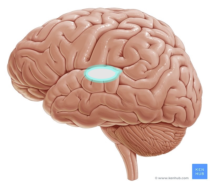 <p>what brain area is this?</p>