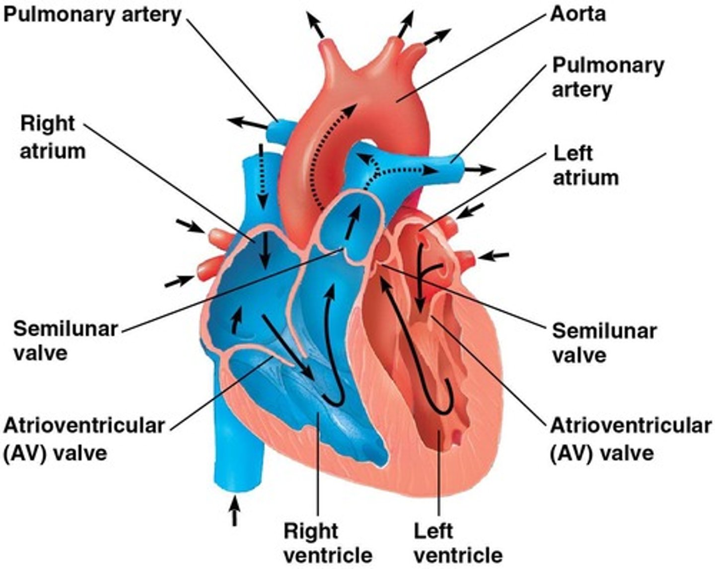 <p>Blood is pumped to the lungs for oxygenation</p>