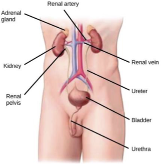 <p>Kidneys makes</p><p>ureter moves</p><p>urinary bladder holds</p><p>urethra voids</p>