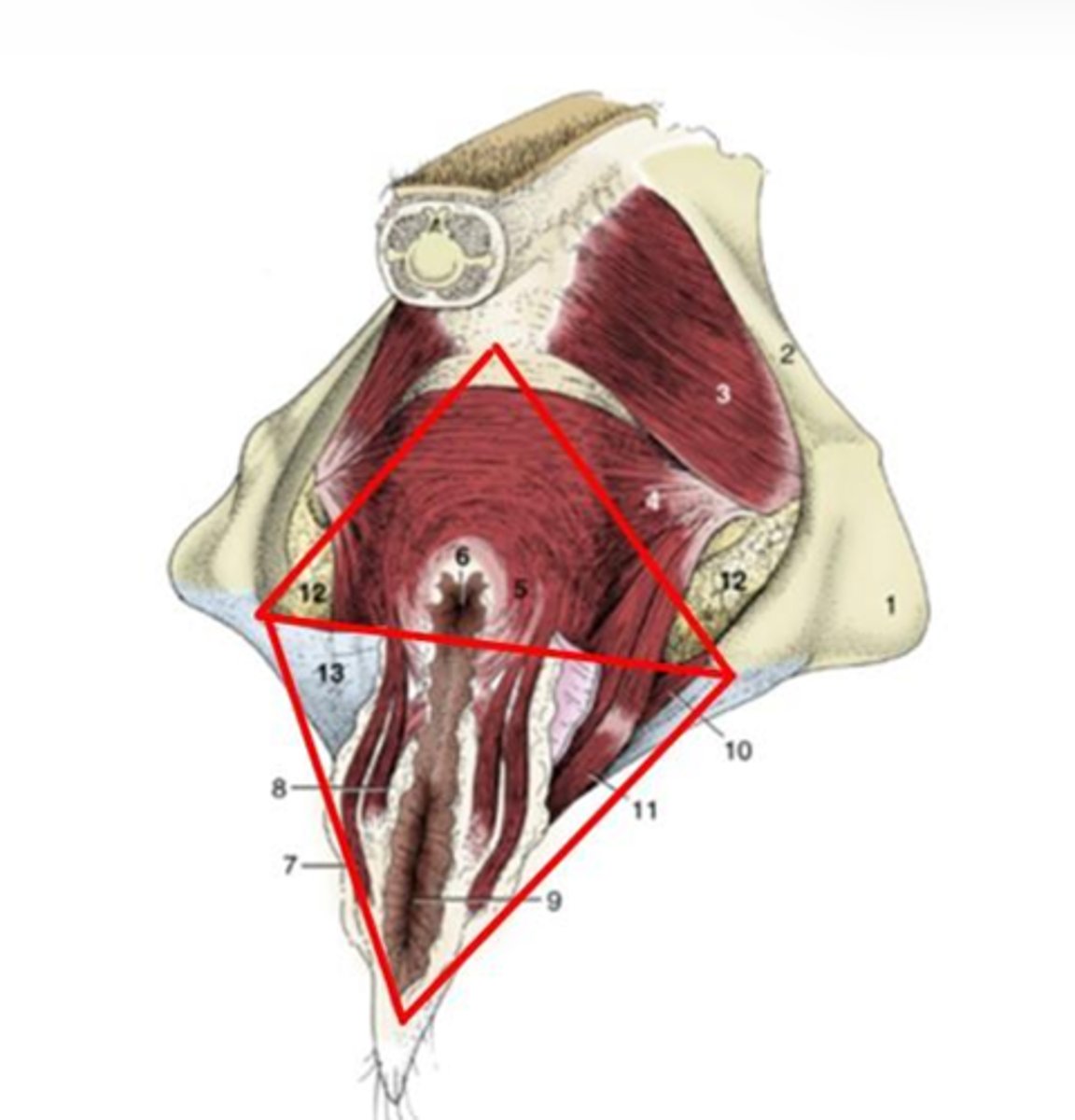 <p>Pelvic cavity boundaries:</p><p>Bottom triangle</p><p>Dorsal: line between ischiatic tuberosities</p><p>Ventral: ventral commissure of the vulva</p>
