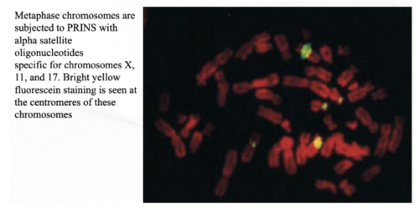 <p>Essentially, PCR on a slide</p><p>Primers of interest are hybridized on a slide and then subjected to cycles of denaturation, reannealing, and elongation that are used to incorporate labeled nucleotides. The labels are then detected fluorescently, or labeled nucleotides are incorporated during the reaction</p><p>Can differentiate hybridization with the alpha satellite sequences for chromosomes 13 and 21, something that cannot be done with traditional FISH</p>