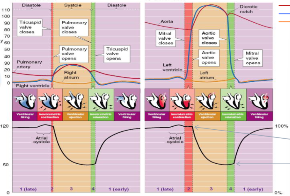 <p>Which ventricle has a higher pressure profile during systole?</p>