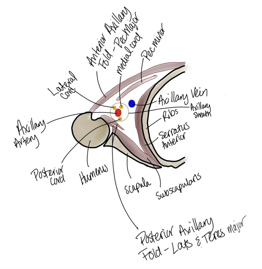 <ul><li><p>note the arteries are protecte</p></li></ul><p></p><p>The scapula side is the posterior side</p><p></p><p></p>