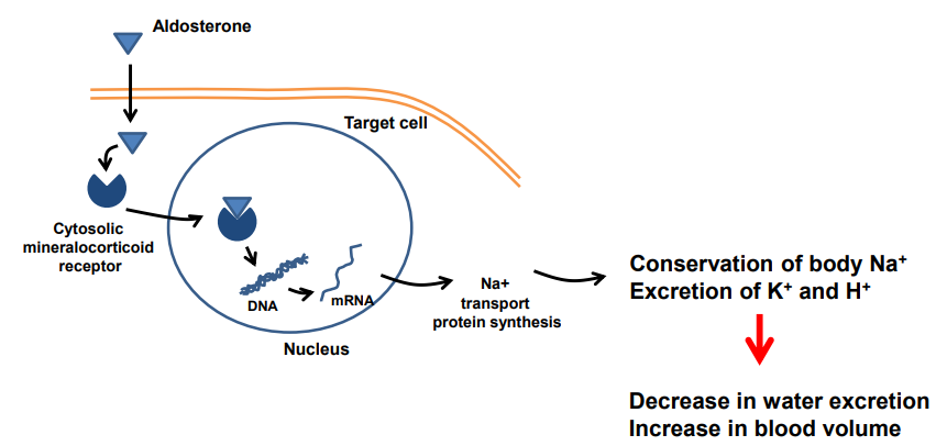 <ul><li><p class="">Aldosterone crosses the membrane &amp; binds to cytosolic mineralocorticoid receptors</p></li><li><p class="">The complex enters the nucleus &amp; binds DNA</p></li><li><p class="">This ↑ synthesis of sodium transport proteins</p></li><li><p class="">Results in:</p><ul><li><p class="">↑ Na⁺ reabsorption (conservation) &amp;↑ K⁺ &amp; H⁺ excretion</p></li><li><p class="">Which leads to ↓ water excretion &amp; ↑ blood volume</p></li></ul></li></ul><p></p>