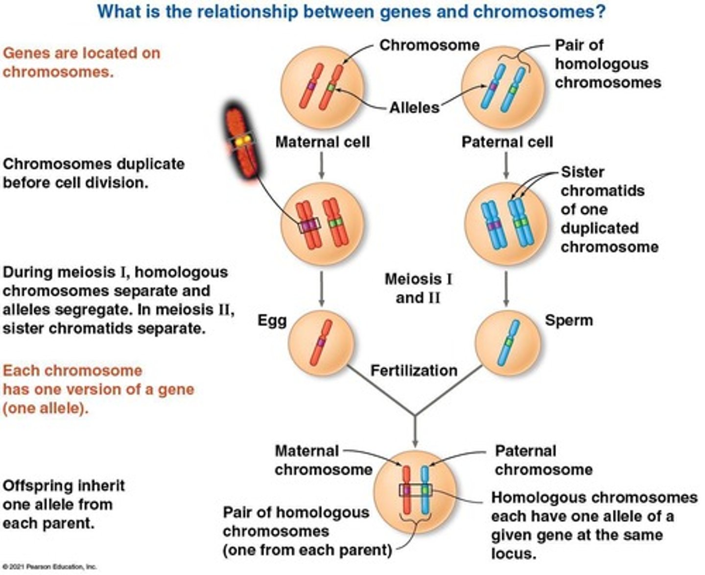 <p>Genes located on the same chromosome that tend to be inherited together.</p>