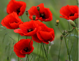 <p><span>die Geldbörse/ </span><span><span>die Geldbörse</span></span><span style="line-height: inherit;"><span>n</span></span></p>