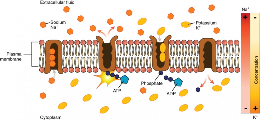 <p>Extracellular Fluid </p>