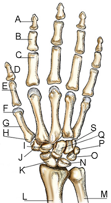 In the diagram above, the letter H is located on the: