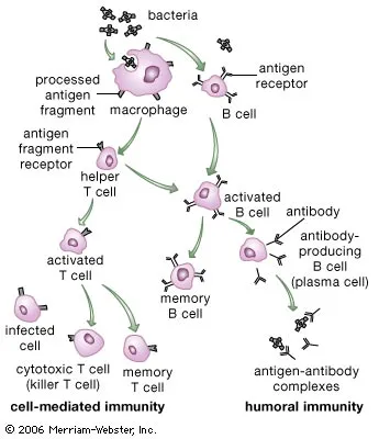 <ol><li><p><strong><mark data-color="#920a69" style="background-color: #920a69; color: inherit">Phagocytes engulf pathogens</mark></strong>, digesting them and presenting <strong>antigens</strong> on their surface, becoming <strong>antigen-presenting cells</strong>.<br></p></li><li><p><strong>T-helper cells recognize and bind to these antigens</strong>, using their <strong>specific receptors</strong> to recognize the threat. <br></p></li><li><p><strong><mark data-color="#9f086d" style="background-color: #9f086d; color: inherit">Activated T-helper cells</mark> then bind to B-Cells, </strong>specifically to  <strong><mark data-color="#8d1362" style="background-color: #8d1362; color: inherit">antibody receptors </mark></strong>on B-Cells that are complementary to the antigen.<br></p></li><li><p>While attached, the <strong><mark data-color="#780d60" style="background-color: #780d60; color: inherit">T-helper cells release signaling proteins</mark></strong>, that triggers <strong>B-cell activation</strong>. <br></p></li><li><p>Activated B cells <mark data-color="#8e0b94" style="background-color: #8e0b94; color: inherit">divide </mark><strong><mark data-color="#8e0b94" style="background-color: #8e0b94; color: inherit">by mitosis</mark></strong>, producing genetically identical clones with the same antibody receptors<br></p></li><li><p><strong><mark data-color="#ad0d9a" style="background-color: #ad0d9a; color: inherit">Later on, B cells differentiate into</mark></strong>:</p><p>Plasma Cells = produce and release specific antibodies to fight back against and neutralize the pathogen</p><p>Memory Cells = remain in blood circulation to provide long-term immunity<br></p></li></ol><p></p>