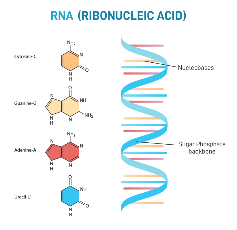 a single-stranded polymer of nucleotides that is involved in protein synthesis