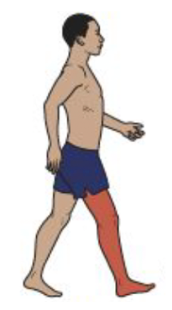 <ul><li><p>Initial Contact and Loading Response</p></li><li><p>Hip Motion</p></li><li><p>Single joint hip extensors and abductors contract vigorously to stabilize the pelvis and trunk over the femur. Hamstring activity is diminishing.</p></li></ul><p></p>